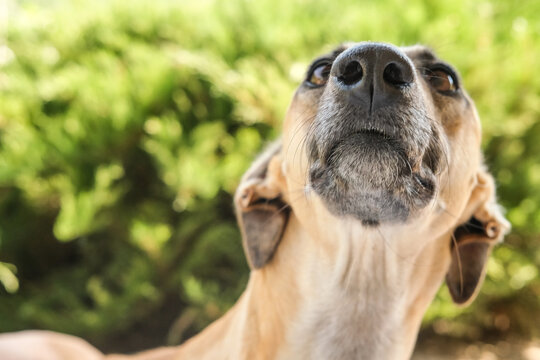 Close-up portrait of a greyhound dog