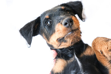 Obraz premium Funny terrier puppy close-up on white background