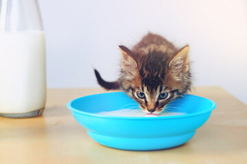 Cat, pet and bowl in living room with milk for formula, growth development or nutrition with feeding. Animal, thirsty and kitten with container for digestive health, hungry or wellness in home