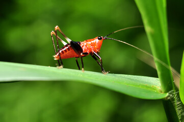 Conocephalus melaenus young red color in the green leaves selective focus