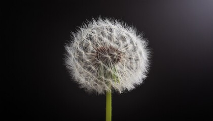 Dandelions on a black background
