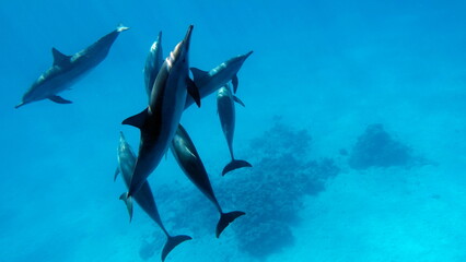 Dolphins. Spinner dolphin. Stenella longirostris is a small dolphin that lives in tropical coastal waters around the world. 
