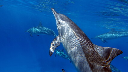 
Dolphins. Spinner dolphin. Stenella longirostris is a small dolphin that lives in tropical coastal...
