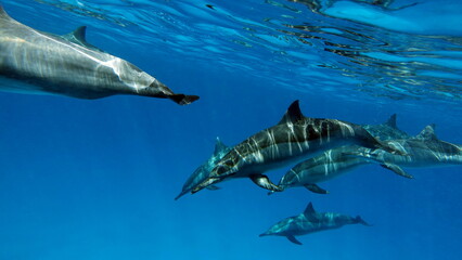 
Dolphins. Spinner dolphin. Stenella longirostris is a small dolphin that lives in tropical coastal...
