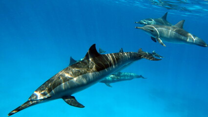Dolphins. Spinner dolphin. Stenella longirostris is a small dolphin that lives in tropical coastal...