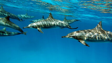 Dolphins. Spinner dolphin. Stenella longirostris is a small dolphin that lives in tropical coastal...