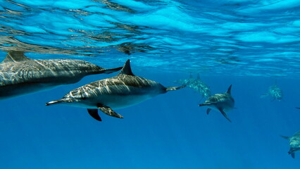 Dolphins. Spinner dolphin. Stenella longirostris is a small dolphin that lives in tropical coastal...