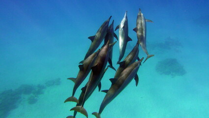 Dolphins. Spinner dolphin. Stenella longirostris is a small dolphin that lives in tropical coastal...