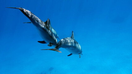 
Dolphins. Spinner dolphin. Stenella longirostris is a small dolphin that lives in tropical coastal waters around the world. 
