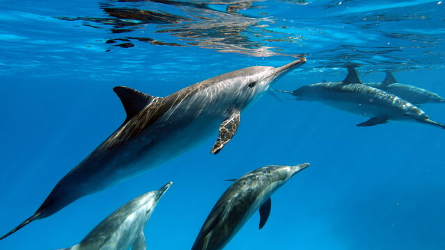 Dolphins. Spinner dolphin. Stenella longirostris is a small dolphin that lives in tropical coastal waters around the world. 