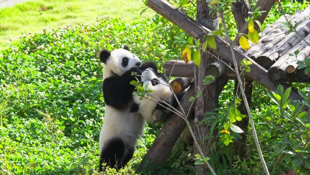 two young baby giant panda bears playing, cub panda fight together, naughty panda lifestyles