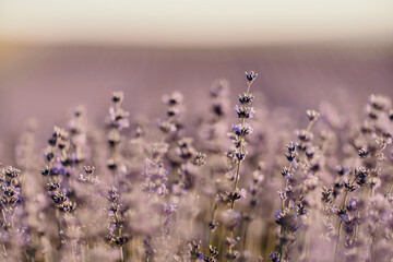 Blooming lavender field. Beautiful purple flowers. Regional organic cultivation.