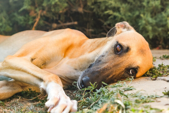 Greyhound resting lying on a shady lawn.