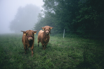 Rinder im Nebel