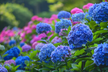A beautiful garden with blooming hydrangeas in various shades of blue and pink.
