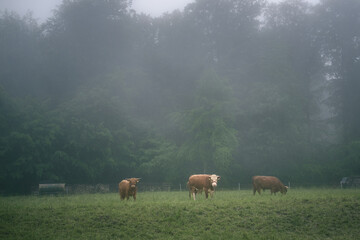 Rinder im Nebel