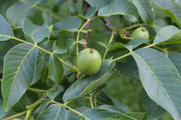 green young walnut fruits on a tree branch and fresh green walnut leaves