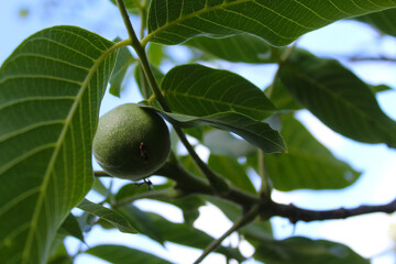 green young walnut fruits on a tree branch and fresh green walnut leaves