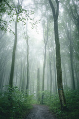 Obraz premium Mysteriöser Wald bei Nebel