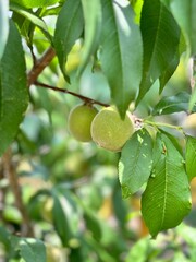 an open plum on a tree