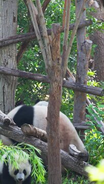 one adorable baby giant panda cub climbing the tree outdoor in the woods at Chengdu Sichuan China