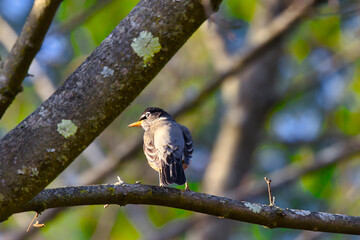 Naklejka premium American sparrow relaxing on a branch