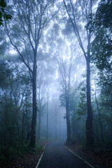 empty road through dark forest with fog at morning
