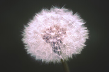 Fototapeta premium Pusteblume