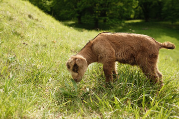 Ziegen Baby