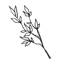 Graphic hand drawn vector illustration of branch on isolated white background