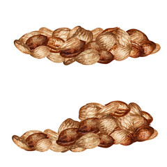 Apricot kernels and seeds. Watercolor illustration for the design of templates for labels, banners, menus, invitations, wallpapers, advertising of apricot oil in medicine, cosmetology and cooking