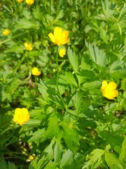 yellow flowers in the garden