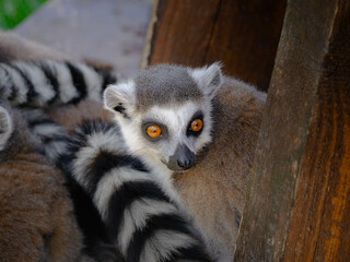 ring lemur catta on a tree