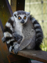 ring lemur with a baby 