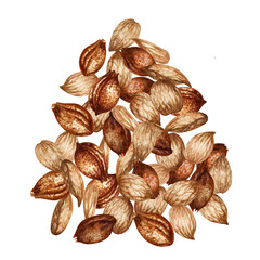 Apricot kernels and seeds. Watercolor illustration for the design of templates for labels, banners, menus, invitations, wallpapers, advertising of apricot oil in medicine, cosmetology and cooking