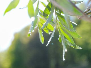 Fototapeta premium LENS FLARE, CLOSE UP: Fresh drops of spring rain sparkling on olive tree leaves