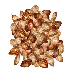 Apricot kernels and seeds. Watercolor illustration for the design of templates for labels, banners, menus, invitations, wallpapers, advertising of apricot oil in medicine, cosmetology and cooking