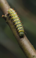 Fototapeta premium caterpillar on a leaf