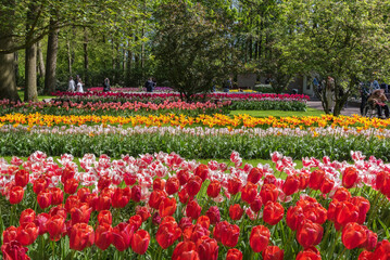 Fields of exotic tulips in the Netherlands. Flower design of gardens and parks