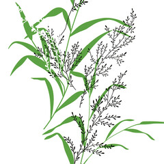 plant isolated on white background