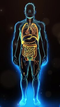 A human figure with the digestive system highlighted on black background, highlighting all focus to human's full body, highlighting camera perspective from front view, medical illustration style