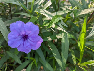 Get enchanted by the delicate beauty of the Violet Wild Petunia in this close-up view. The light purple petals are elegantly adorned with striking white veins, creating a mesmerizing contrast.