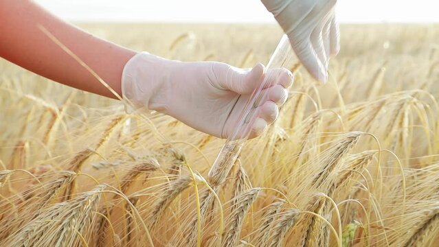 Woman laboratory scientist wearing gloves and cheking wheat quality