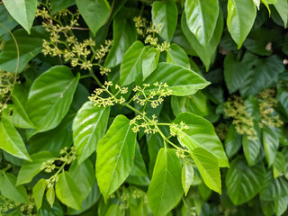 The Hovenia dulcis, often known as the Japanese Raisin Tree, boasts lush green leaves that contrast beautifully with its vibrant yellow flowers.