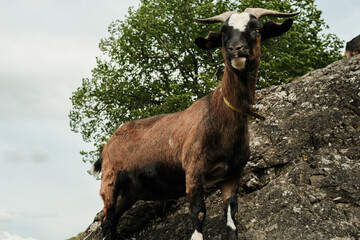Ziegenbock