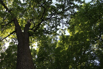 trees in the forest,  tree with green leaves on a background of a blue sky