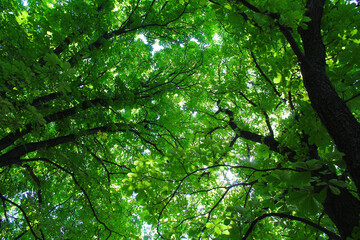 green leaves background, trees in the forest