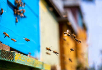 Honey bees flying colorful hives 
