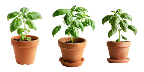  Set of vibrant basil plant in a small terra cotta pot, isolated on transparent white background