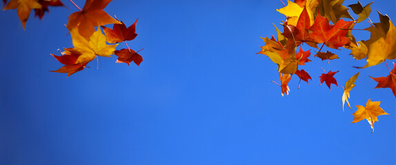 autumn leaves in the sky background, widescreen